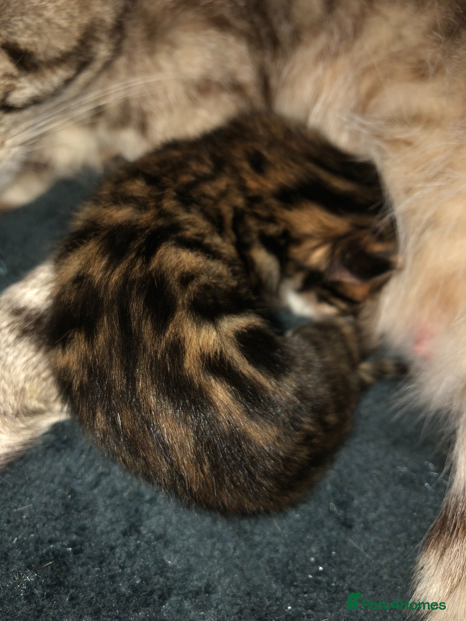Bengal cats for sale: Little Bengal girl in Liskeard - Advert 15