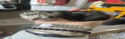 British Shorthair cats for sale: Gorgeous British Short Hair x Snow Bengal Kittens - Advert 16