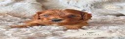 Cavapoo dogs for sale: 5 STAR LICENSED BREEDER BEAUTIFUL RED F1 CAVAPOOS - Advert 4