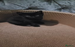 Mixed Breed cats for sale: Kittens looking for loving forever home - Image 14