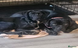 Mixed Breed dogs for sale: Cane corso cross german shepherd  - Image 1
