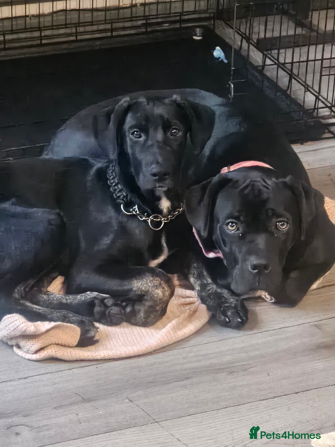 Mixed Breed dogs for sale: Cane corso cross german shepherd  - Image 1