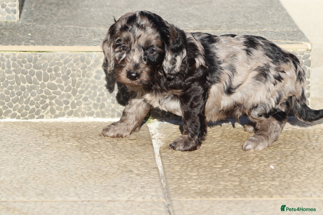Cockapoo dogs for sale: F1 Cockapoo puppies for sale - Advert 34