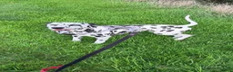 Dalmatian dogs for sale: Female Dalmatian  - Advert 1