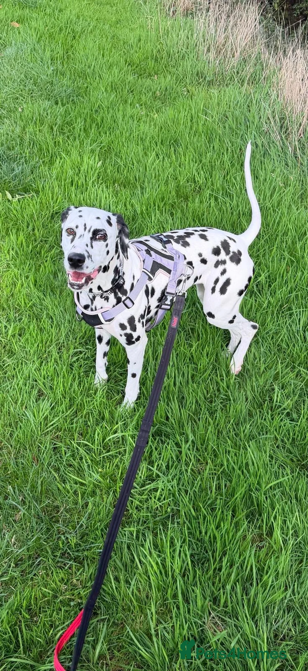 Dalmatian dogs for sale: Female Dalmatian  - Advert 1