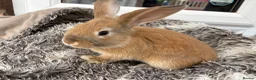 Mini Lop rabbits for sale: Beautiful Mini Lop Baby Rabbits🐇❤️ in Coalville - Advert 29