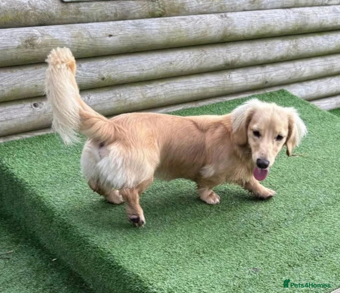Dachshund dogs for stud: Cream longhair mini dachshund kc reg stud  - Advert 2
