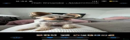 Yorkshire Terrier dogs for stud: Small Yorkie boy big personality  in High Wycombe - Advert 3