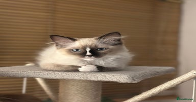 Ragdoll cats GCCF reg parents , pure breed ragdoll kittens 🤍 - Advert 12