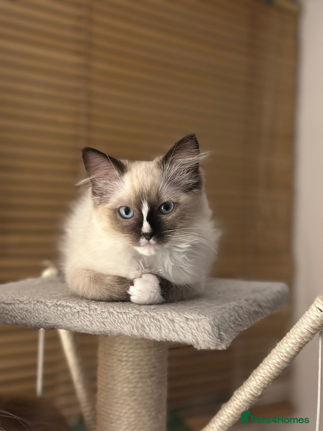 Ragdoll cats for sale: Last boy available! GCCF parents, pure ragdoll🤍 - Advert 6