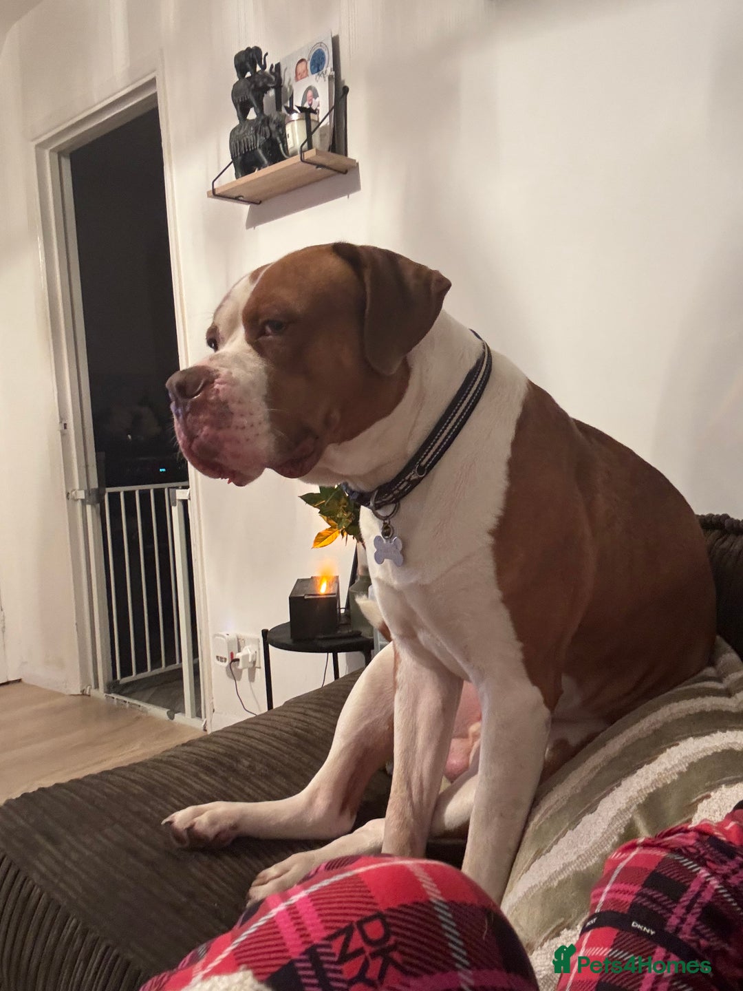 Mixed Breed dogs for sale: Boysie - Advert 15