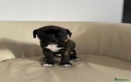 Mixed Breed dogs for sale: Cane Corso/boxer X Dogue de Bordeaux  - Image 6