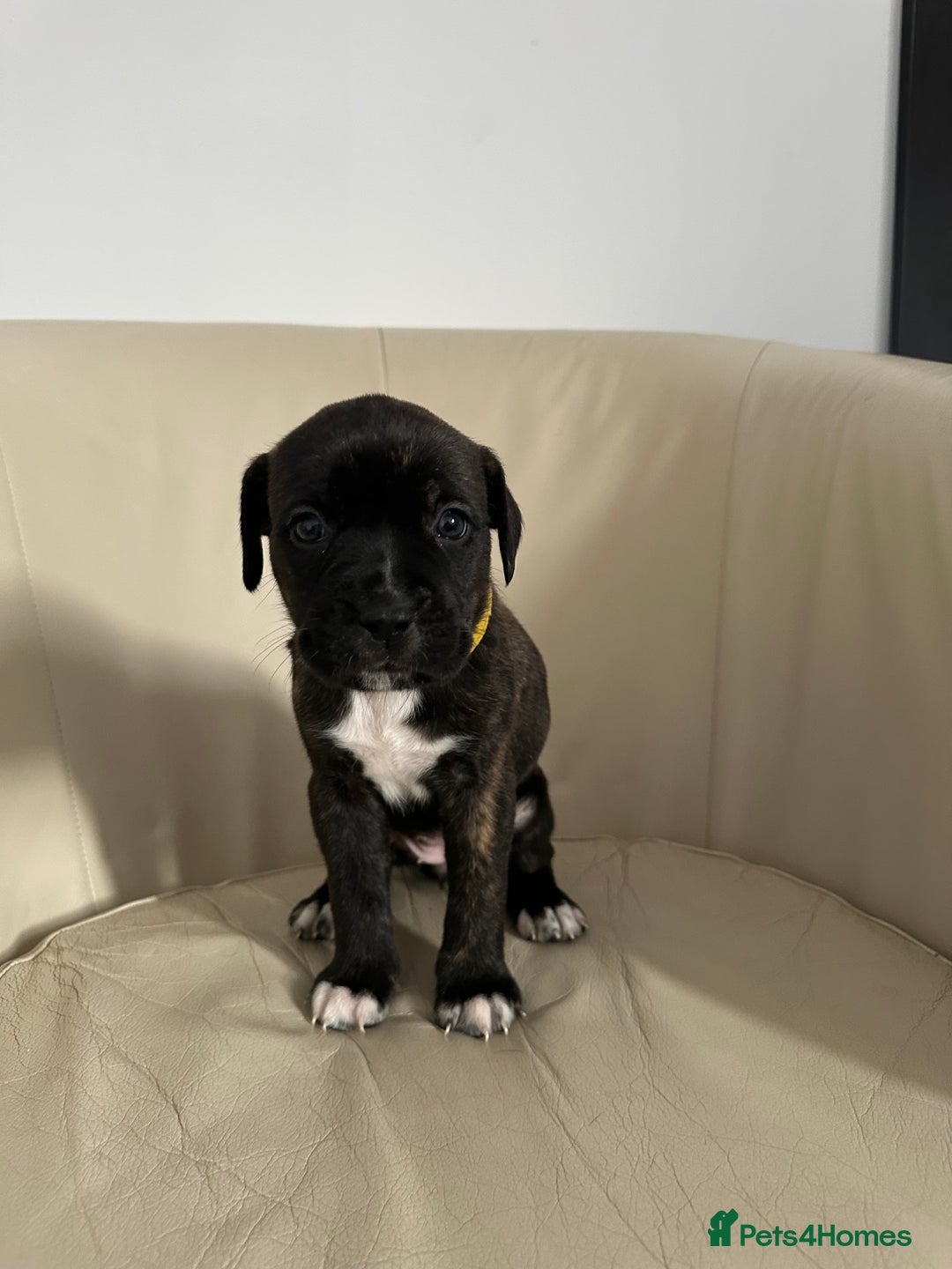 Mixed Breed dogs for sale: Cane Corso/boxer X Dogue de Bordeaux  - Image 6