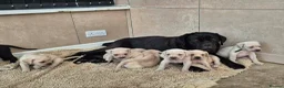 Cane Corso dogs for sale: Straw Cane Corso Pups - Advert 12