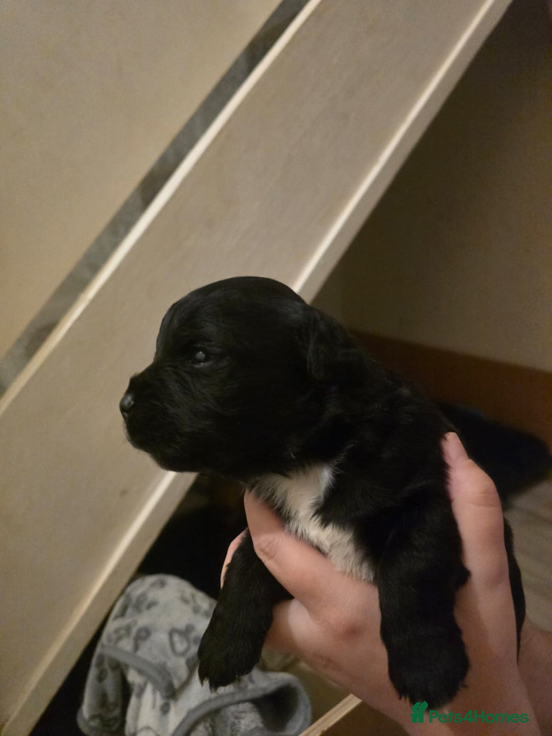 Mixed Breed dogs for sale: Staff cross pups - Image 6