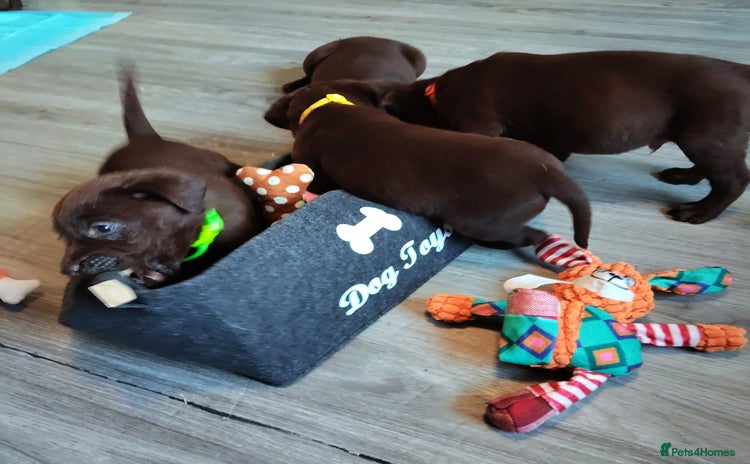 Labrador Retriever dogs - Advert 4