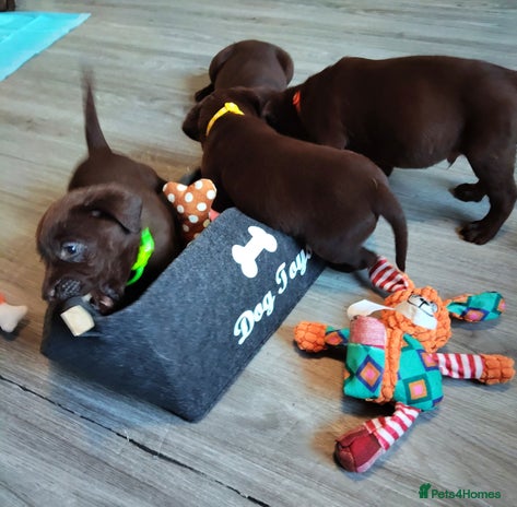 Labrador Retriever dogs - Advert 13