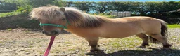 Shetland pony horses for sale: Shetland pony gelding  in Carmarthen - Advert 1