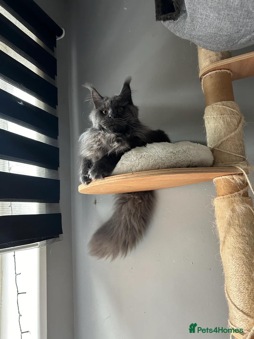 Maine Coon cats for sale: Maine Coon girl ready to go now. - Advert 3