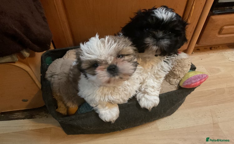 Shih Tzu dogs Shih Tzu puppies  - Advert 2