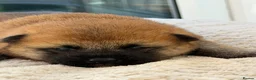 Japanese Shiba Inu dogs for sale: Japanese Shiba Inu Puppies Parents Health Tested - Advert 13