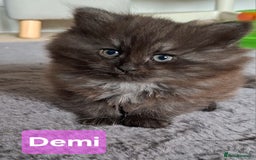 Siberian cats for sale: 2 Female Siberian kittens still available  - Image 5