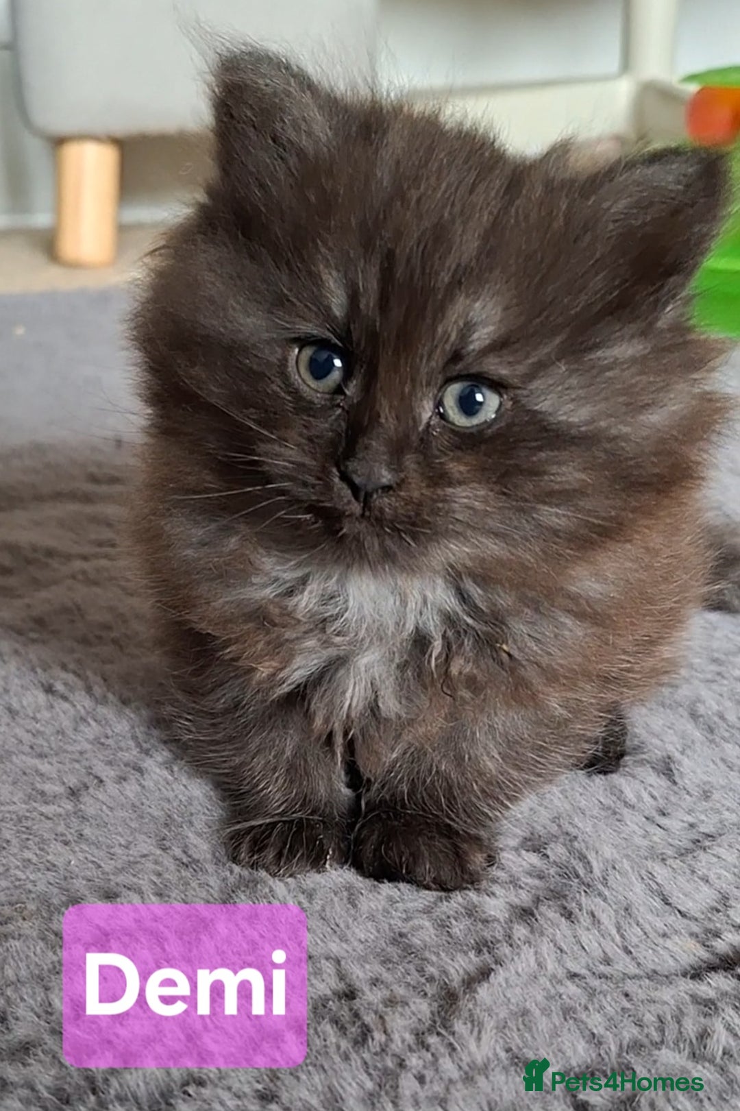 Siberian cats for sale: 2 Female Siberian kittens still available  - Image 5