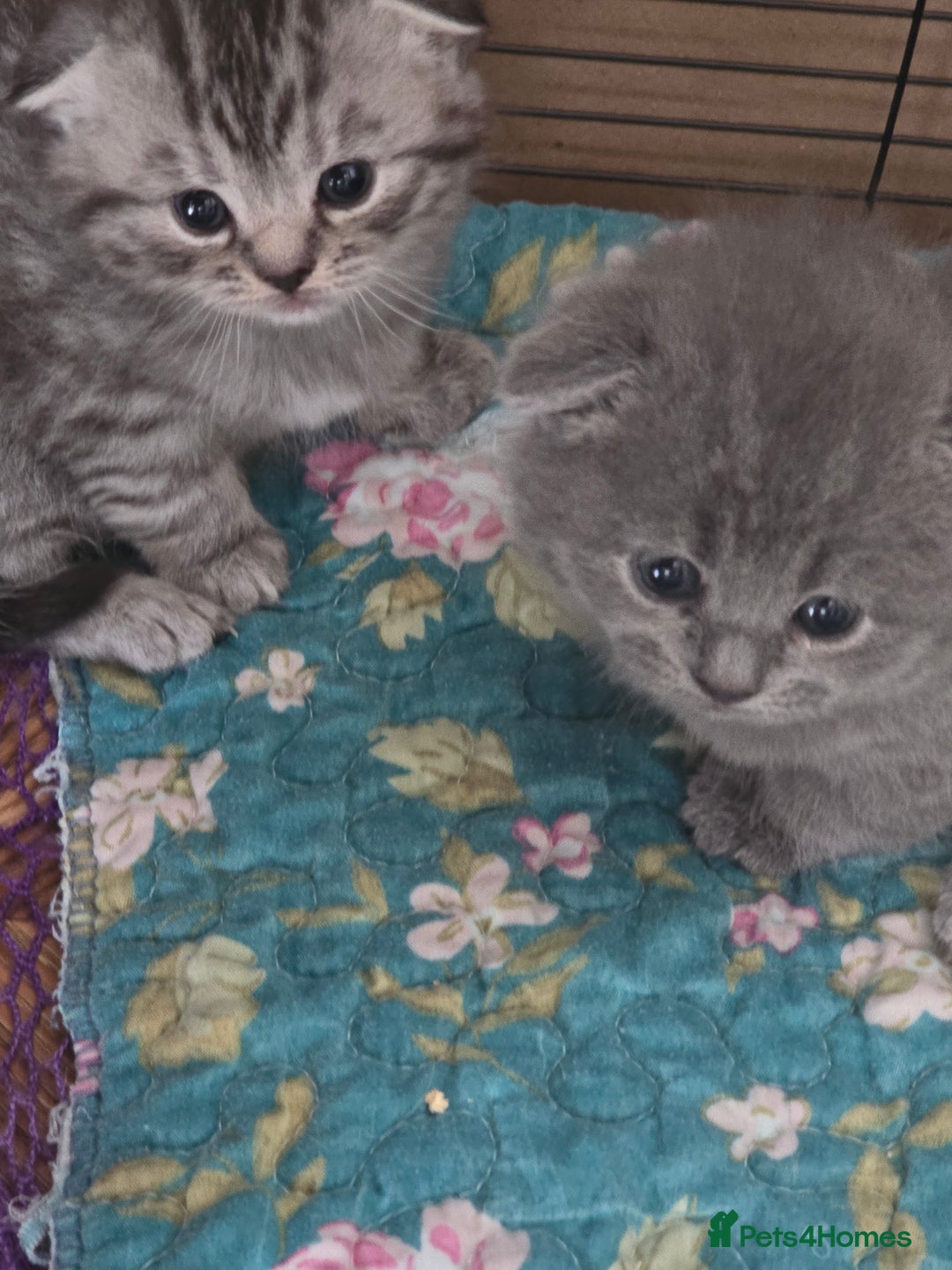 Scottish Fold cats for sale: 🥰💕Reservation list for 3 kittens is open💜🩵 - Advert 7