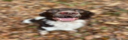 English Springer Spaniel dogs for stud: PROVEN English Springer Spaniel STUD Health Tested in Clacton-on-Sea - Advert 16