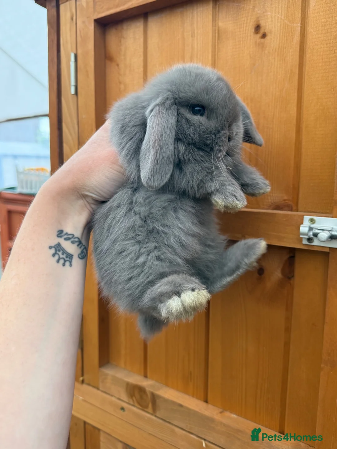 Mini Lop rabbits for sale: 1 Baby Lilac Doe Left 🩶 Ready 11th July  - Advert 2