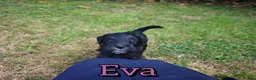 Mixed Breed dogs for sale: Loving Parsons Russell Cross Puppies  - Advert 14
