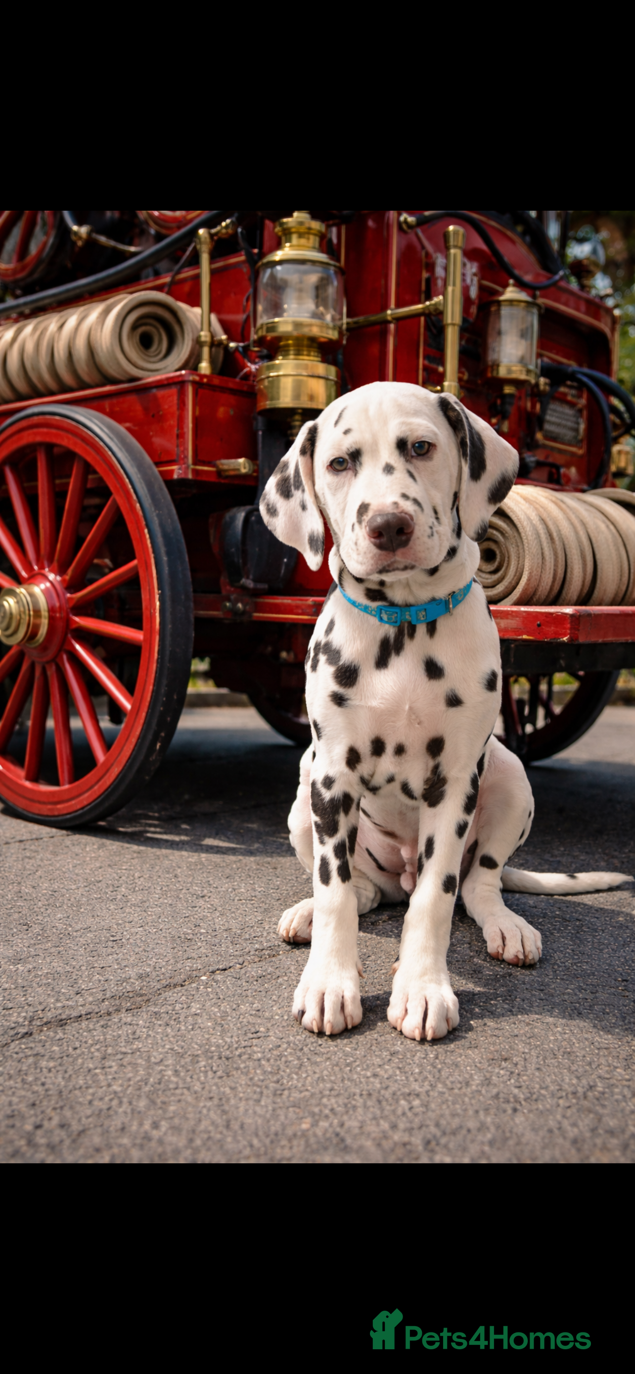 Dalmatian dogs This is an all liver litter of Dalmatian puppies - Advert 3