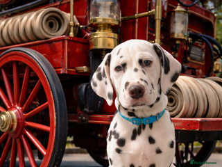 Dalmatian dogs This is an all liver litter of Dalmatian puppies - Advert 6