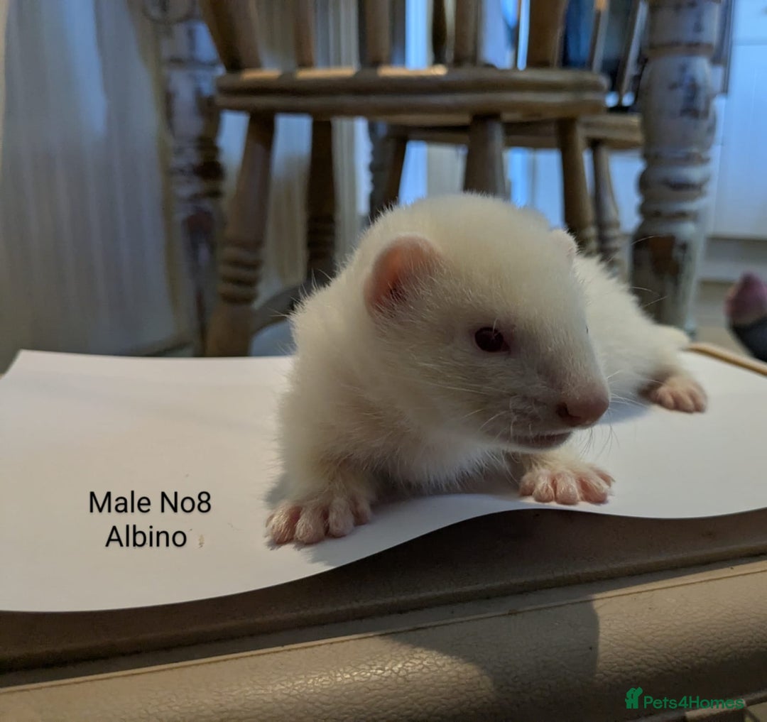 Ferret rodents for sale: Ferret Albino/sable - Image 5