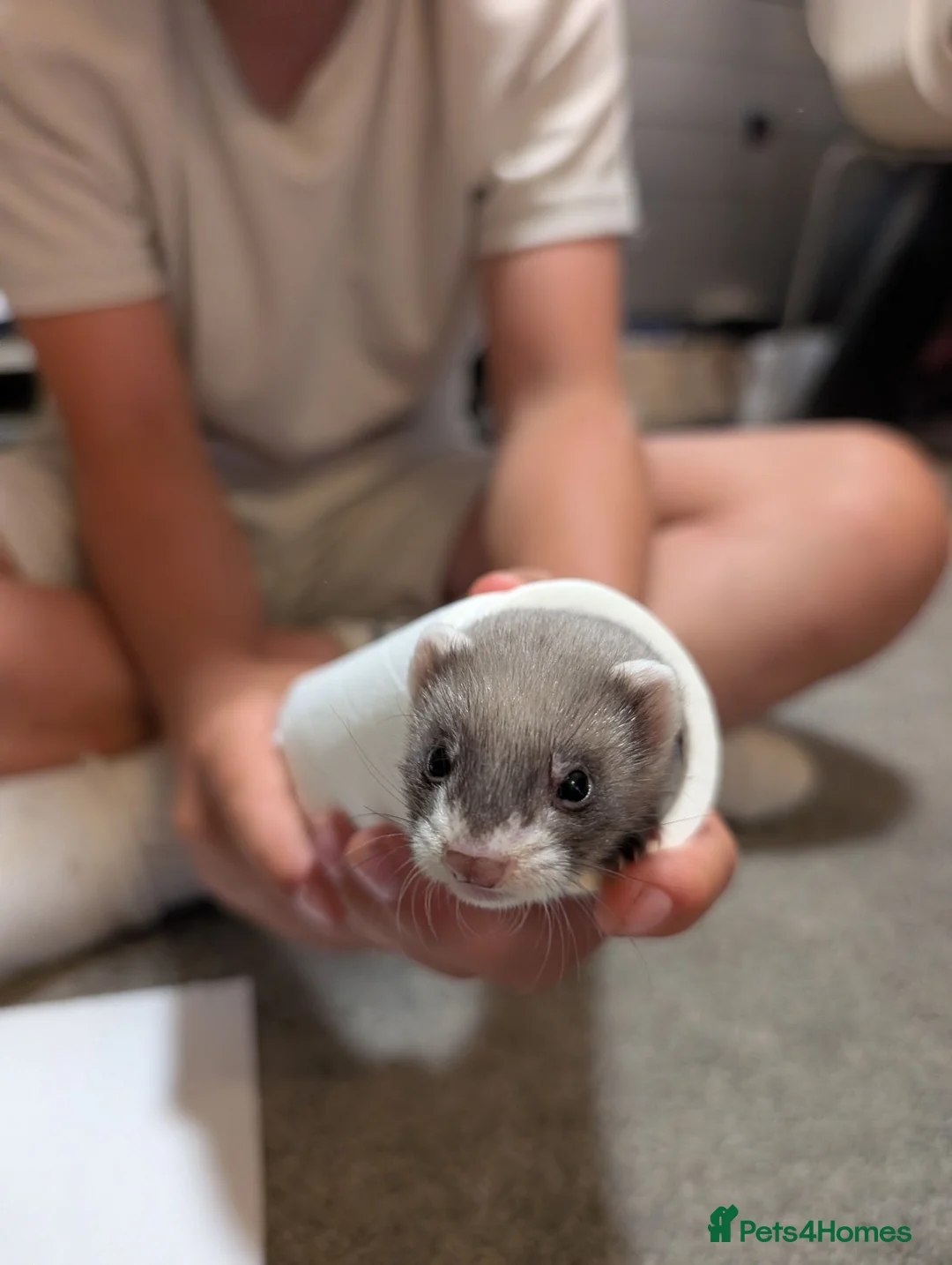 Ferret rodents for sale: Lovely ferret kits in Witney - Advert 1