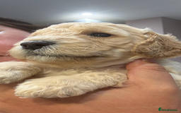 Cockapoo dogs for sale: Beautiful cockapoo pups - Image 10