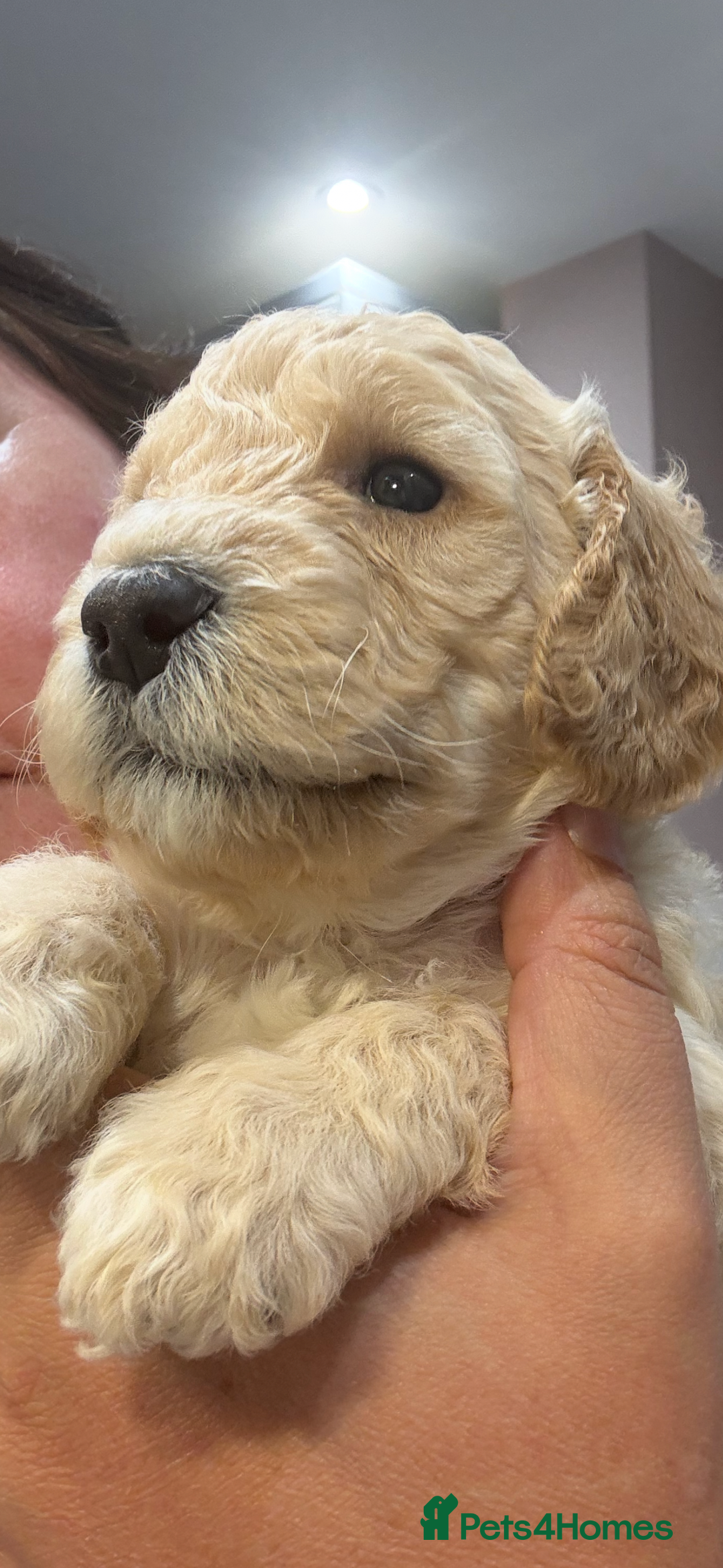 Cockapoo dogs for sale: Beautiful cockapoo pups - Image 10