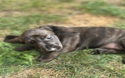 Dachshund dogs for sale: KC Standard Brindle Dachshund puppy/girl - Image 9