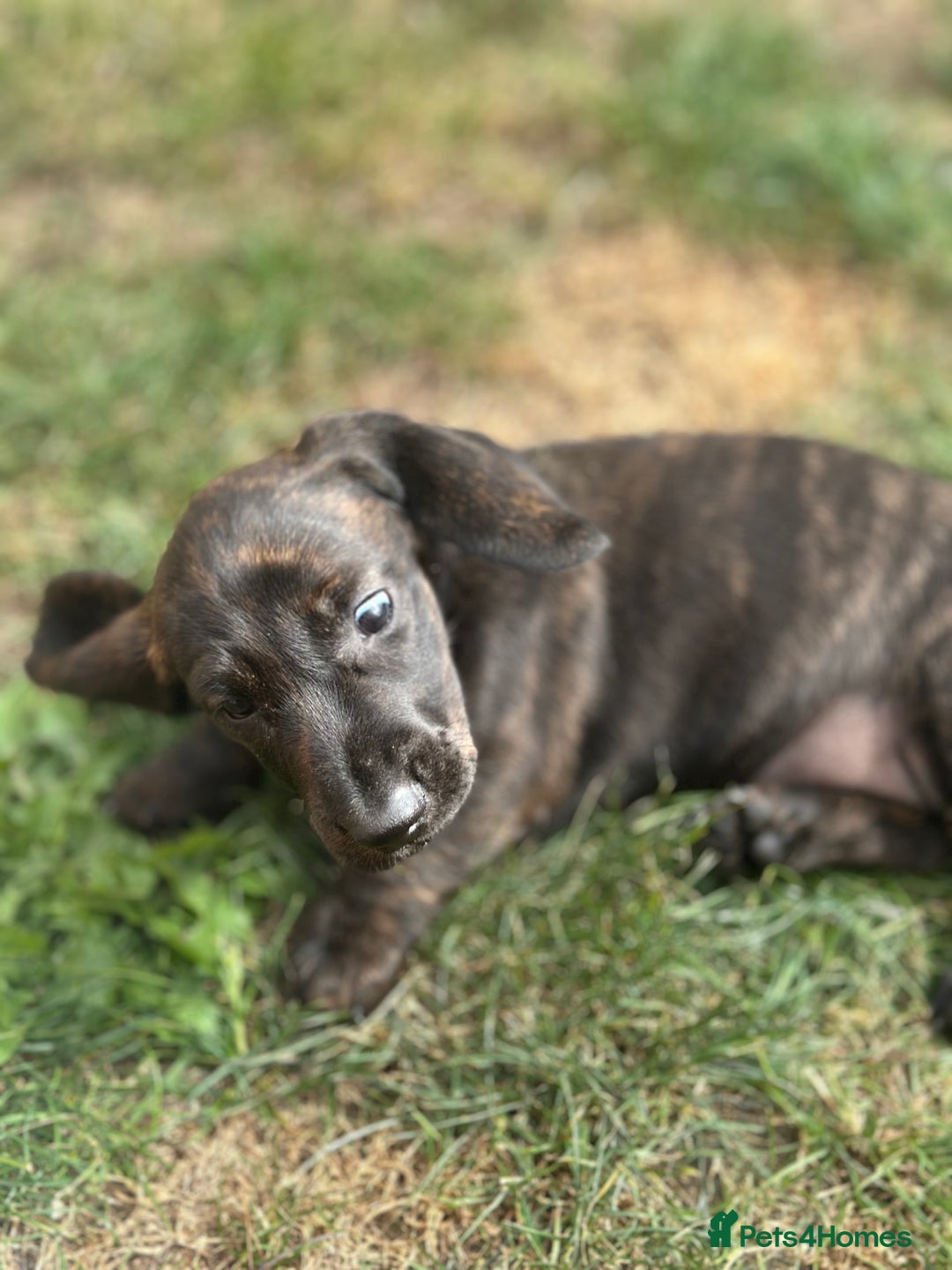 Dachshund dogs for sale: KC Standard Brindle Dachshund puppy/girl - Image 9