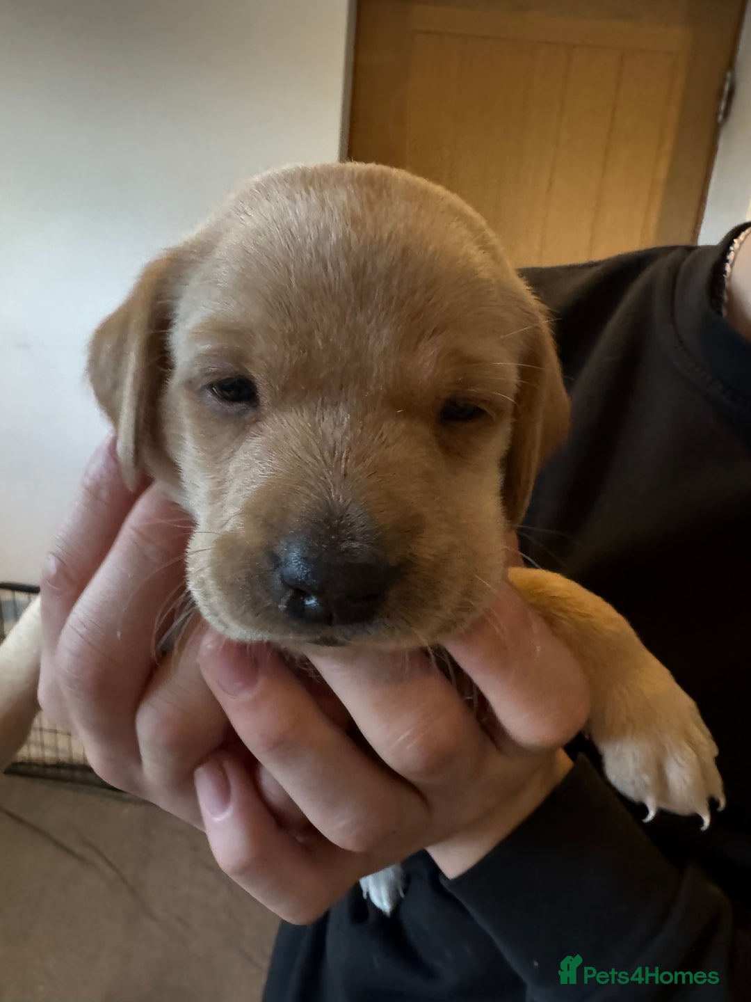 Springador dogs for sale: 4 Male Labrador available - Advert 8