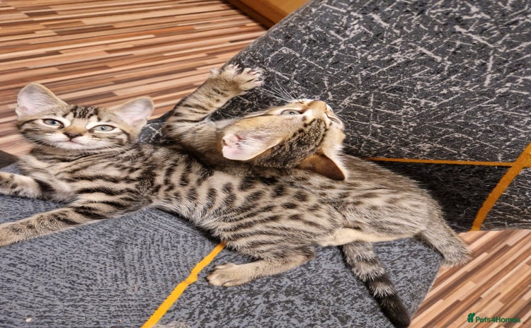 Bengal cats - Advert 1
