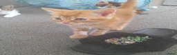 Mixed Breed cats for sale: 4 kittens ready for forever homes in Bristol - Advert 6