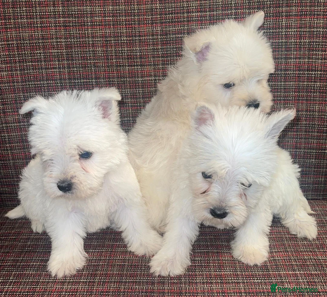 West Highland Terrier dogs for sale: West Highland terrier puppies  - Advert 2