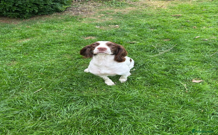 English Springer Spaniel dogs - Advert 2