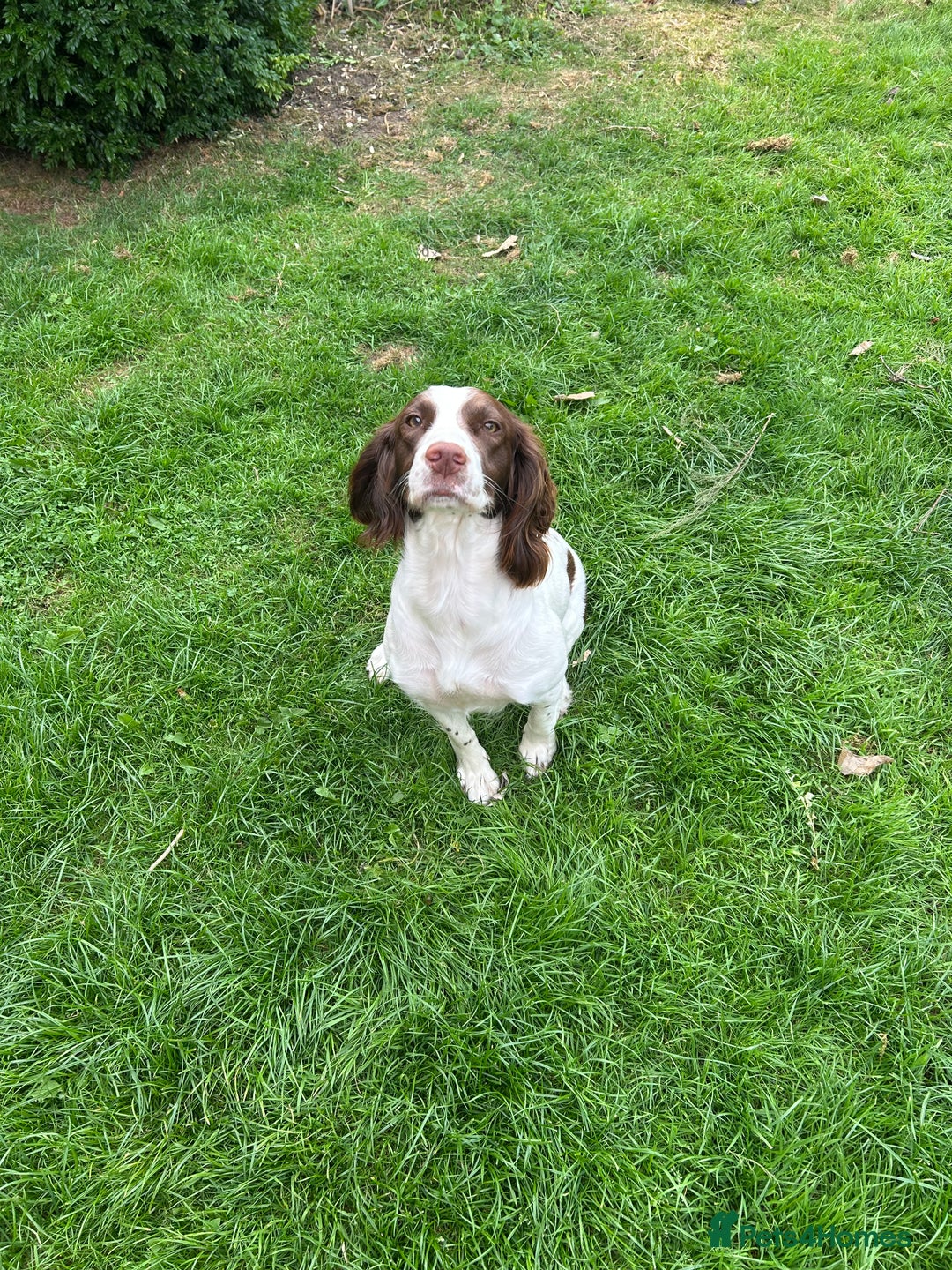 English Springer Spaniel dogs for sale: Springer spaniel bitch - Image 1