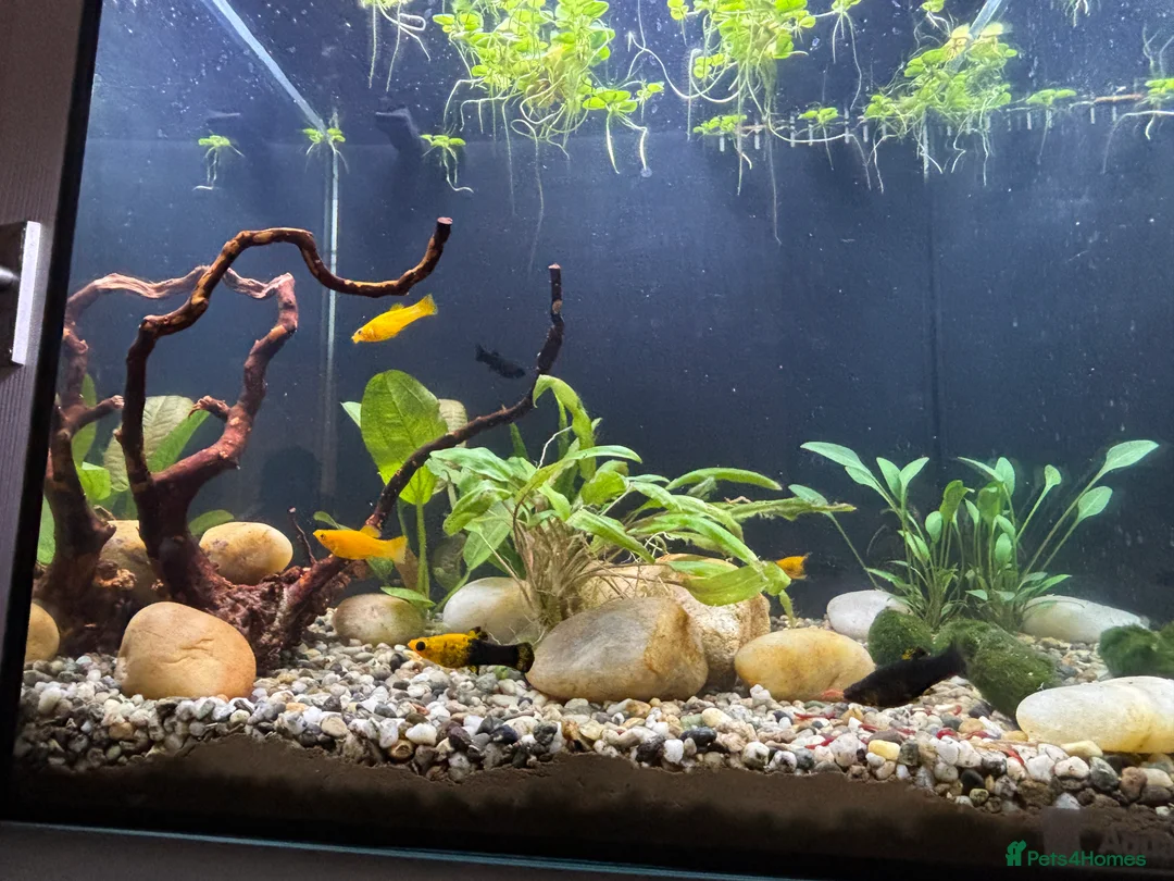 Mollies fish for sale: Baby Mollies and 4 male Mollies  - Advert 1