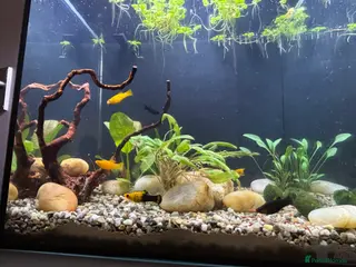 Mollies fish Baby Mollies and 4 male Mollies - Advert 1