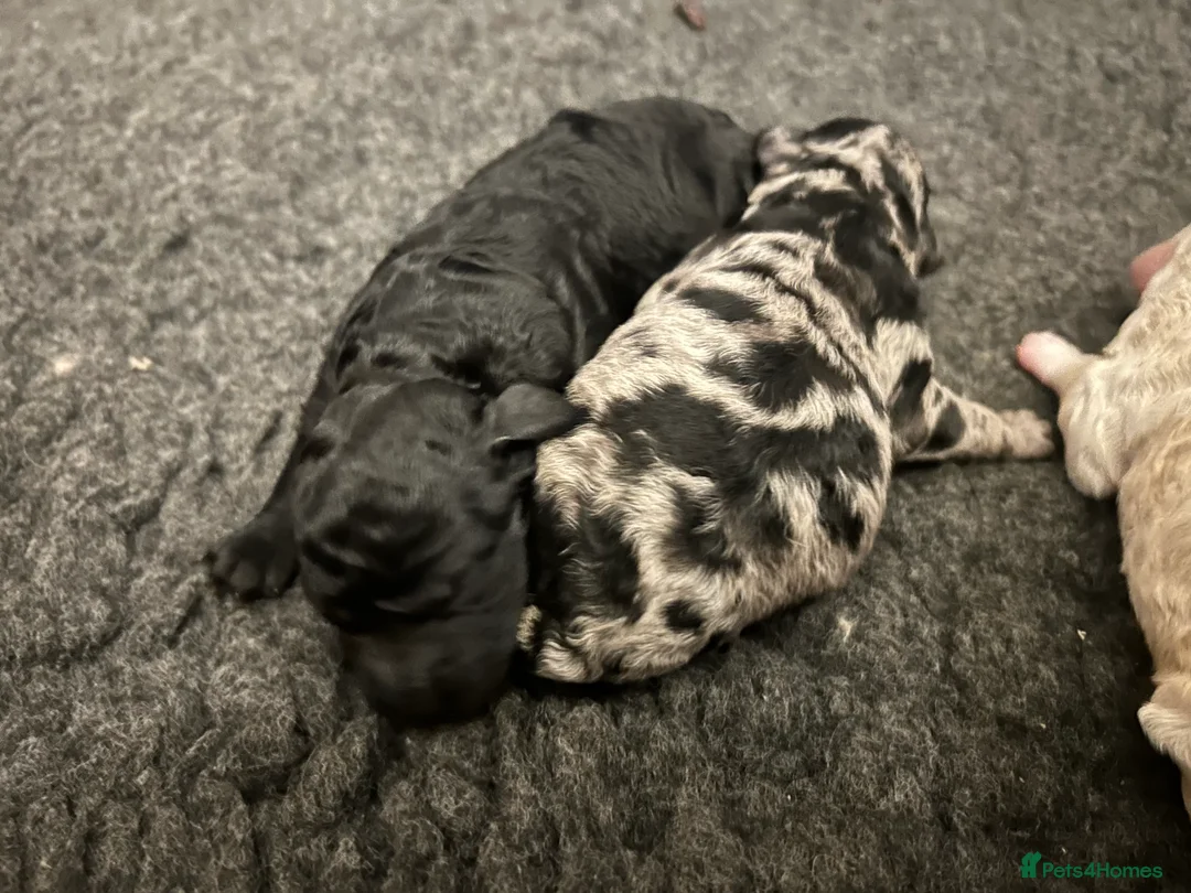 Goldendoodle dogs for sale: Stunning Goldendoodle Pups - Advert 14