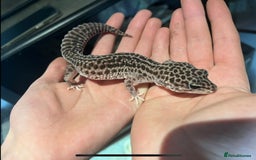 Gecko reptiles for sale: Snow leopard gecko - Image 1