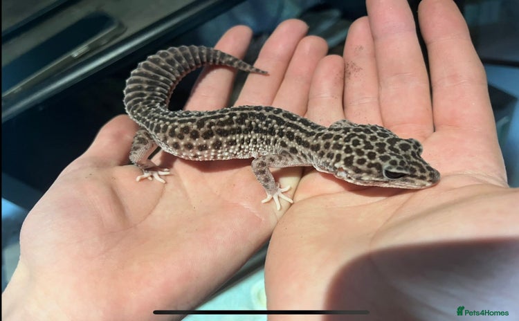 Gecko reptiles - Advert 4